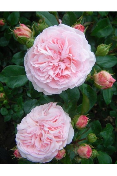 Троянда Rose Mariatheresia квіти